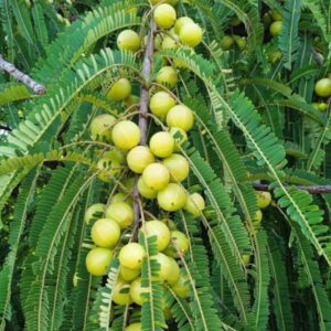 Amla