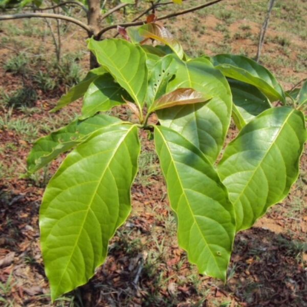 Baheda