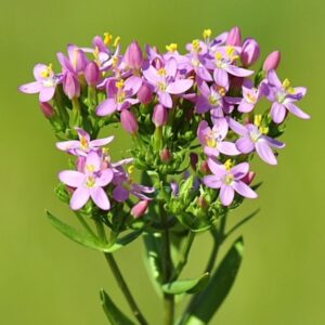 Centaurée petite