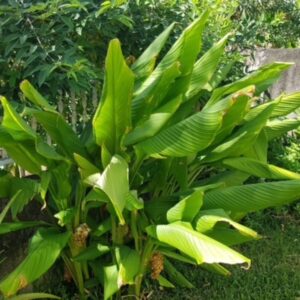 Curcuma