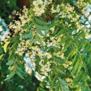 Neem