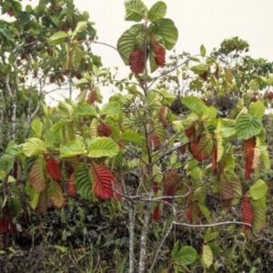 Quinquina rouge