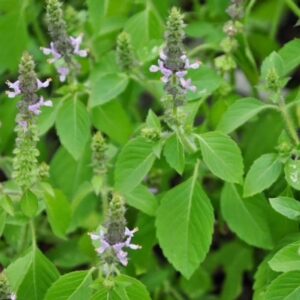 Tulsi