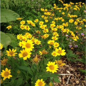 Arnica