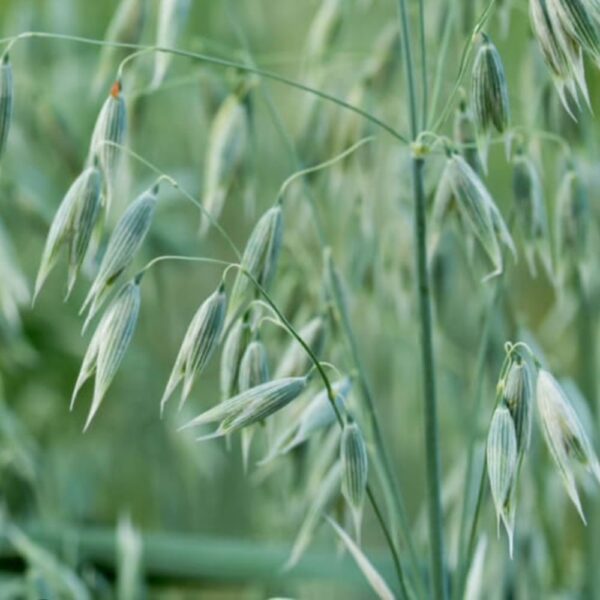 Avoine