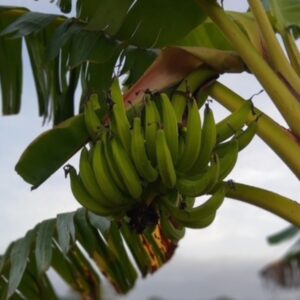 Banane