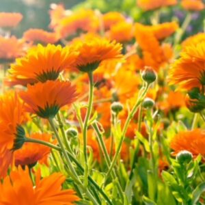 Calendula souci