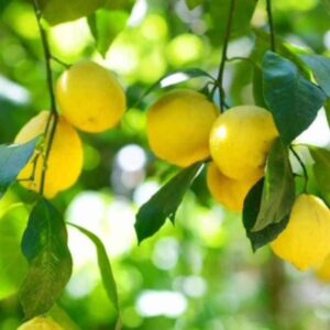Citron