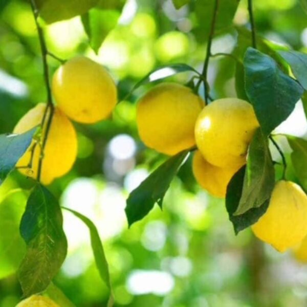 Citron