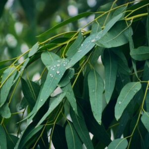 Eucalyptus