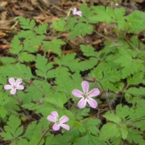 Géranium Robert