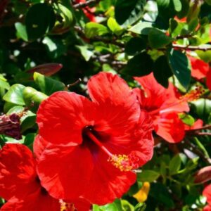 Hibiscus