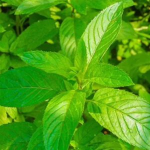Menthe poivrée