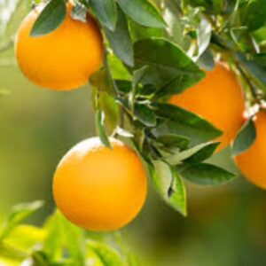Orange douce