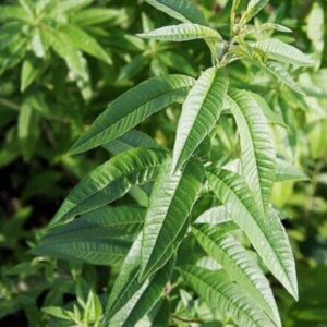 Verveine
